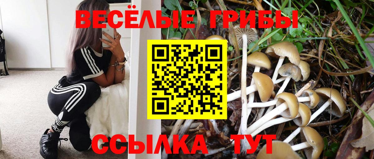 Псилоцибиновые грибы Psilocybine cubensis Камень-на-Оби